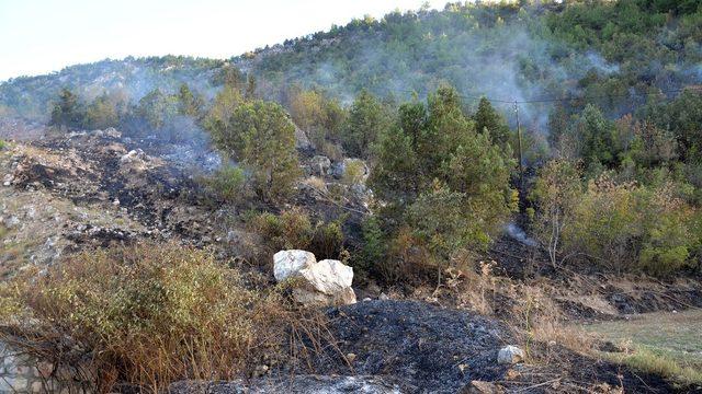 Sigara izmariti 5 dönümlük ormanı kül etti