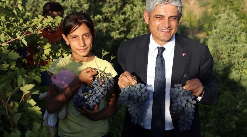 Hizan üzümünden 50 milyon TL gelir bekleniyor