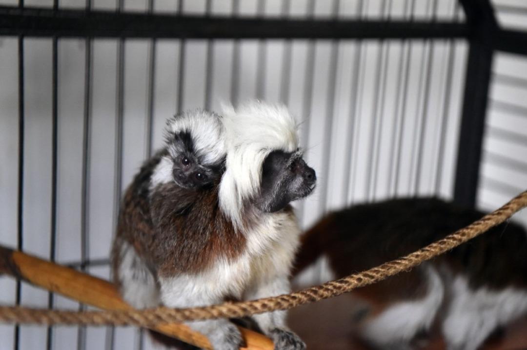 Sincan Hayvanat Bah&ccedil;esi&rsquo;ne yeni &uuml;yeler katıldı