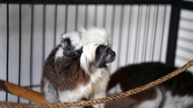 Sincan Hayvanat Bahçesi’ne yeni üyeler katıldı