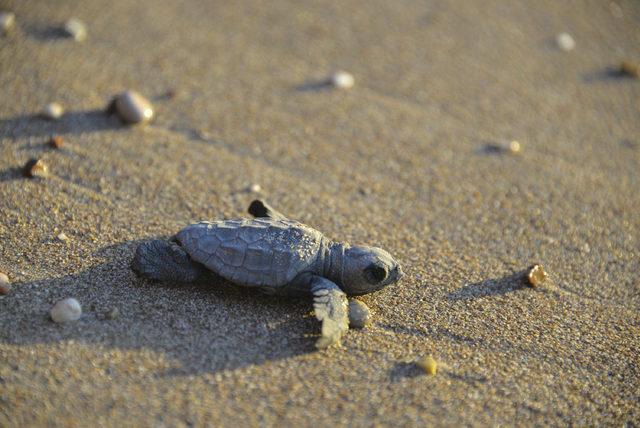 60 bin yavru caretta caretta denizle buluştu