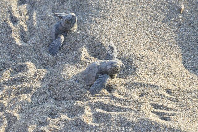 60 bin yavru caretta caretta denizle buluştu