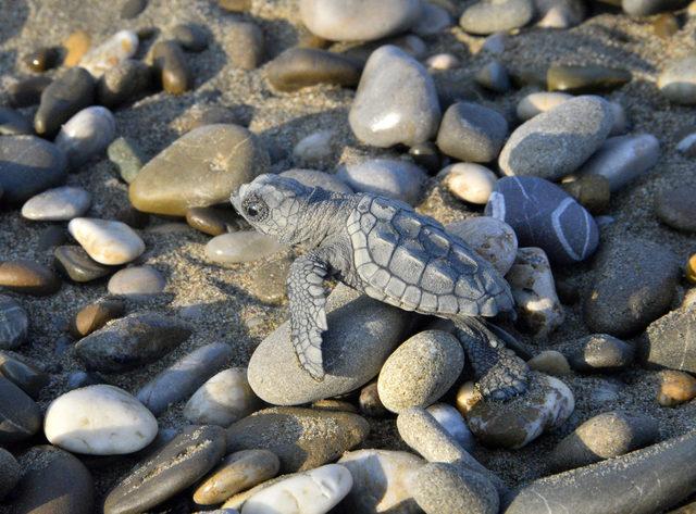 60 bin yavru caretta caretta denizle buluştu