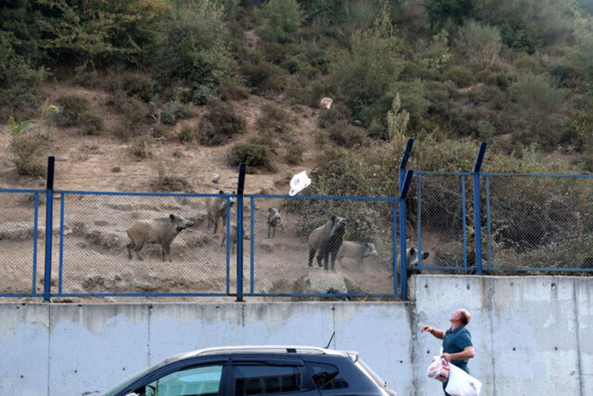 Sarıyer'de domuzlar şehre indi