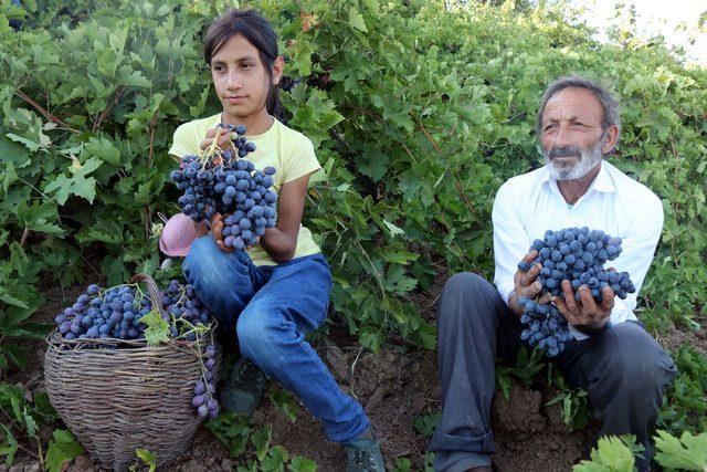 Bitlis'te üzüm hasadı başladı