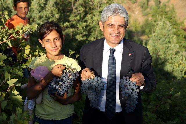 Bitlis'te üzüm hasadı başladı