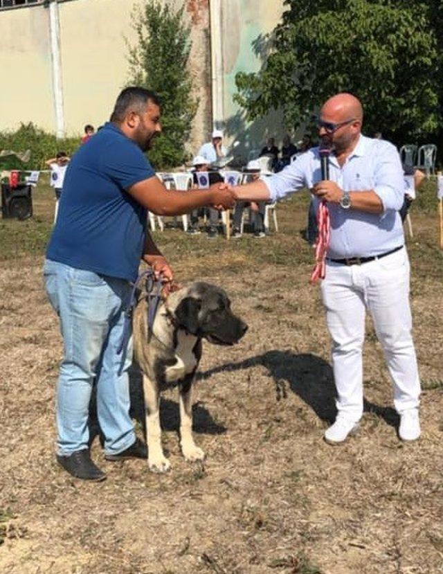 Kangal Malaklı Boz ırkı köpeği Türkiye ikincisi oldu 1