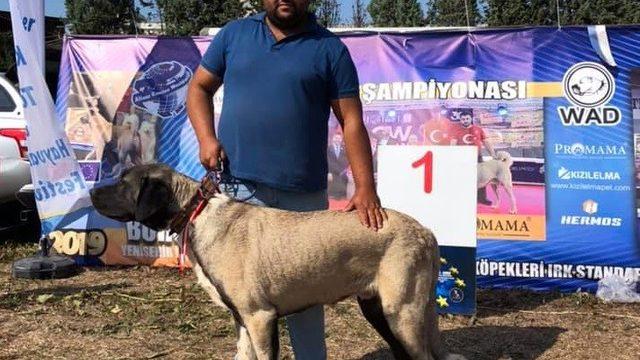 Kangal Malaklı Boz ırkı köpeği Türkiye ikincisi oldu