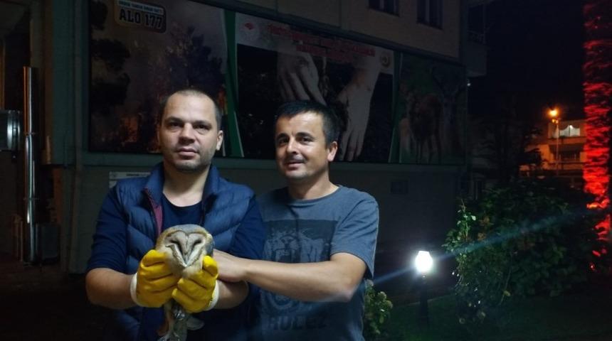 Yaralı pe&ccedil;eli baykuş tedavi altında