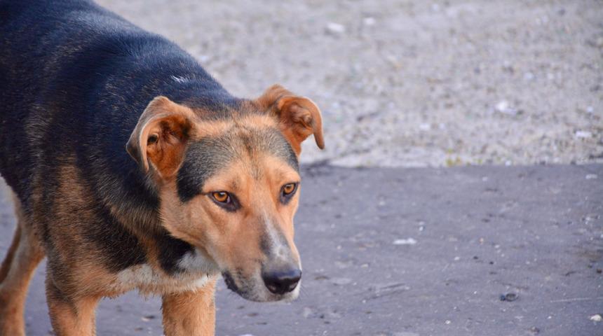 Sokak köpeği 31 kişiyi hastanelik etti
