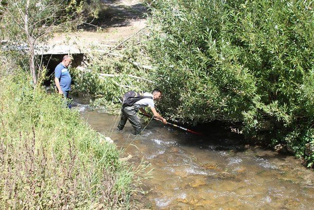 Bayburt orjinli Alabalık yavruları üretilecek