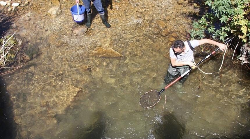 Bayburt orjinli Alabalık yavruları &uuml;retilecek