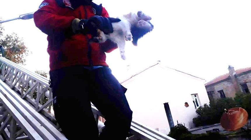 Havran&rsquo;da kedi kurtarma operasyonu