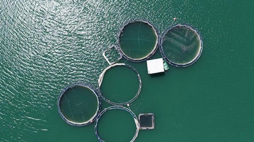 Tercan Baraj G&ouml;l&uuml;nde yıllık 349 ton Alabalık &uuml;retiyor