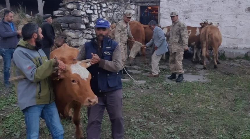 Kars&rsquo;ta &ccedil;alınan hayvanlar Ardahan&rsquo;da bulundu