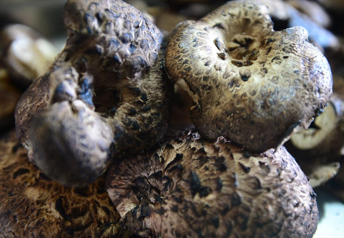 Doğa harikası yaylada Giresun'un y&ouml;resel lezzetleri tanıtıldı