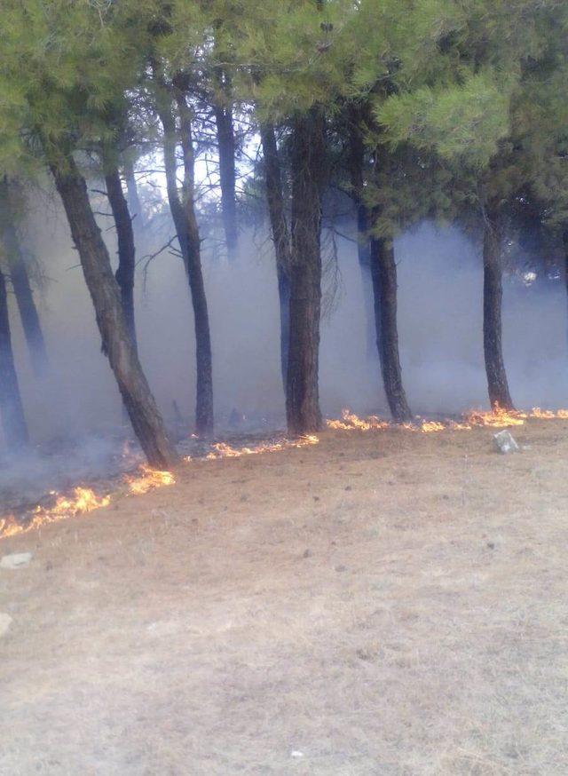 Eski mezarlıkta çıkan yangında ağaç ve mezarlar zarar gördü