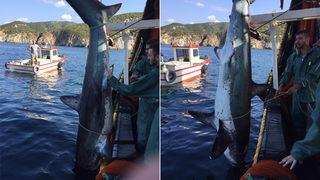 Erdek’te ağlara takılan köpek balığı denize bırakıldı