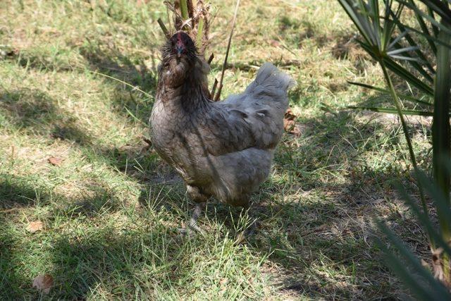 (Özel) 156 gramlık yumurta şaşırtıyor