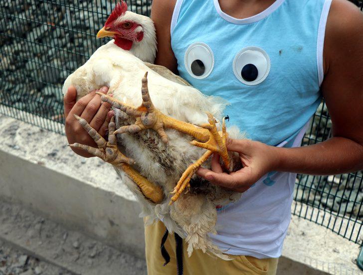 4 bacaklı tavuk görenleri hayrete düşürüyor G2