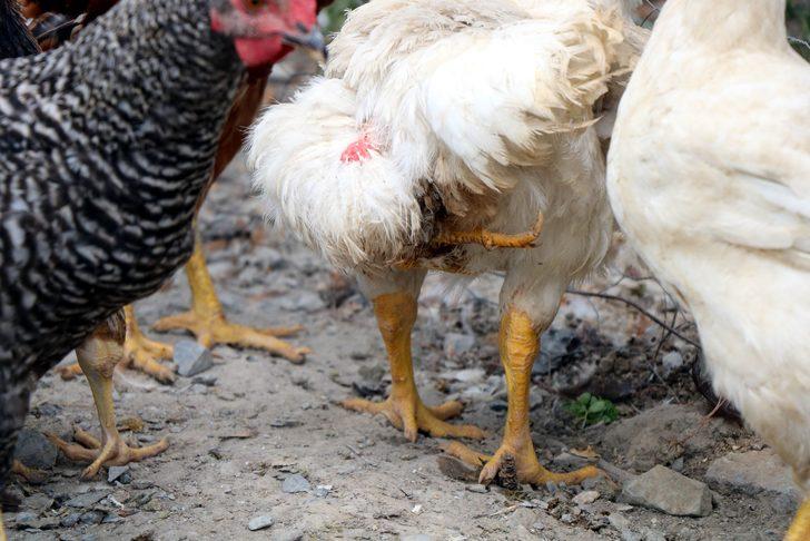 4 bacaklı tavuk görenleri hayrete düşürüyor G4