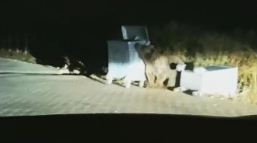 Uludağ’da aç kalan ayı çöpleri karıştırırken görüntülendi 