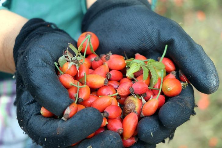 C vitamini deposu kuşburnunun sofralara uzanan yolculuğu G1