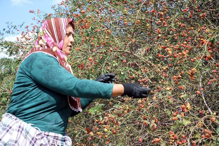 C vitamini deposu kuşburnunun sofralara uzanan yolculuğu G2