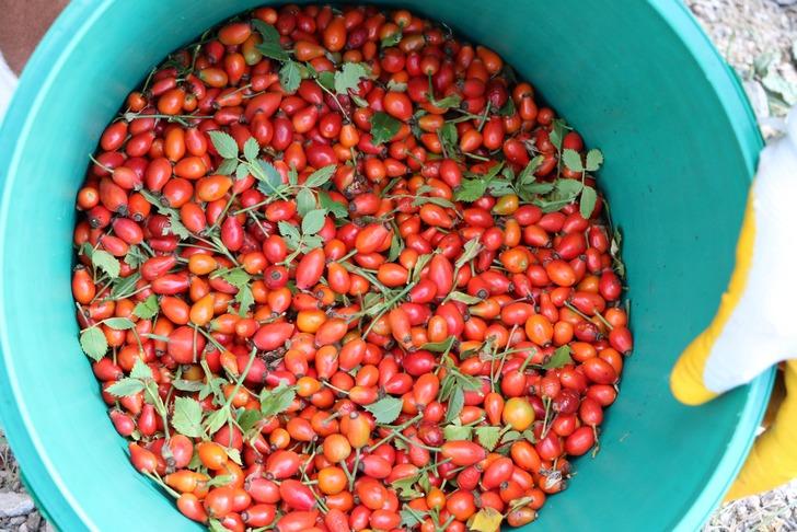 C vitamini deposu kuşburnunun sofralara uzanan yolculuğu G4