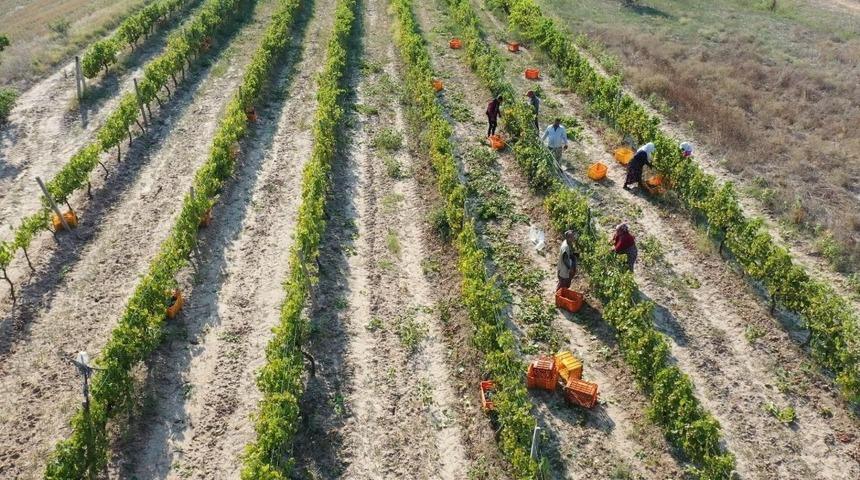 Edirne&rsquo;de bağbozumları devam ediyor