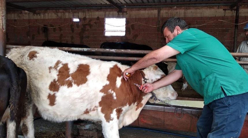 Eskişehir’de sonbahar dönemi Şap Aşılama Kampanyası başlatıldı