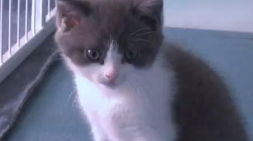 Varlıklı iş adamı &ouml;len kedisi Sarımsak'ı klonlattı