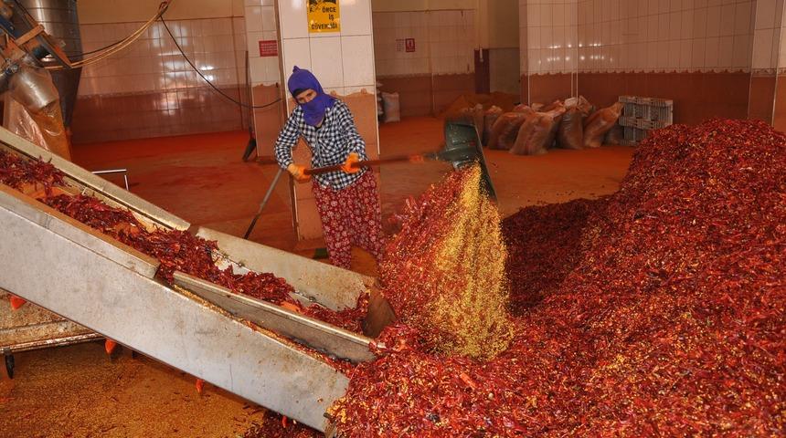 İsot ve salçanın acı serüveni