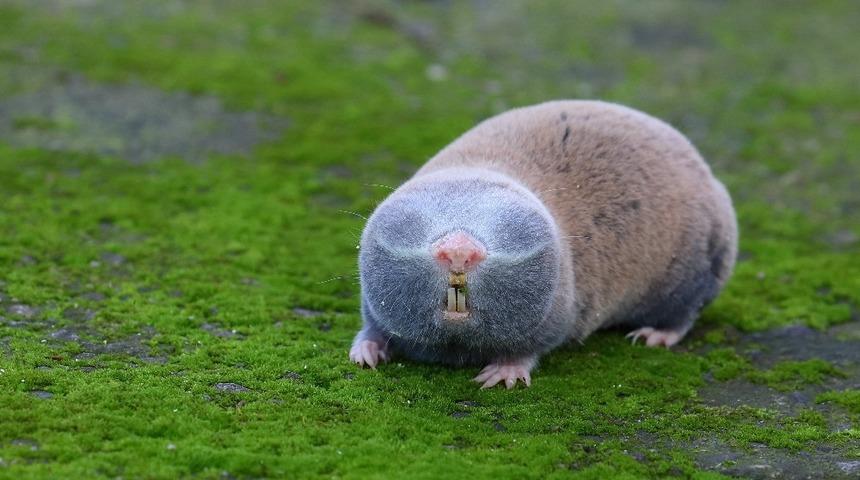 BE&Uuml; bilimsel araştırmalarına T&Uuml;BİTAK&rsquo;tan destek