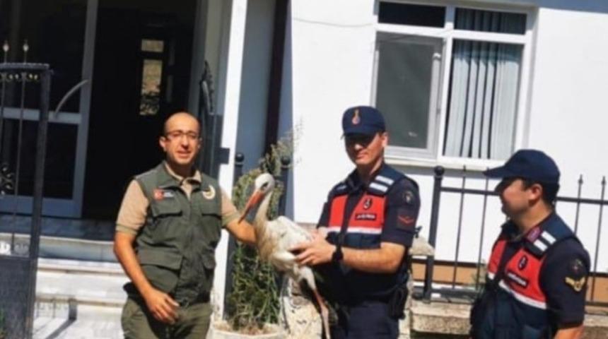 Jandarmanın bulduğu yaralı leylek tedavi altına alındı