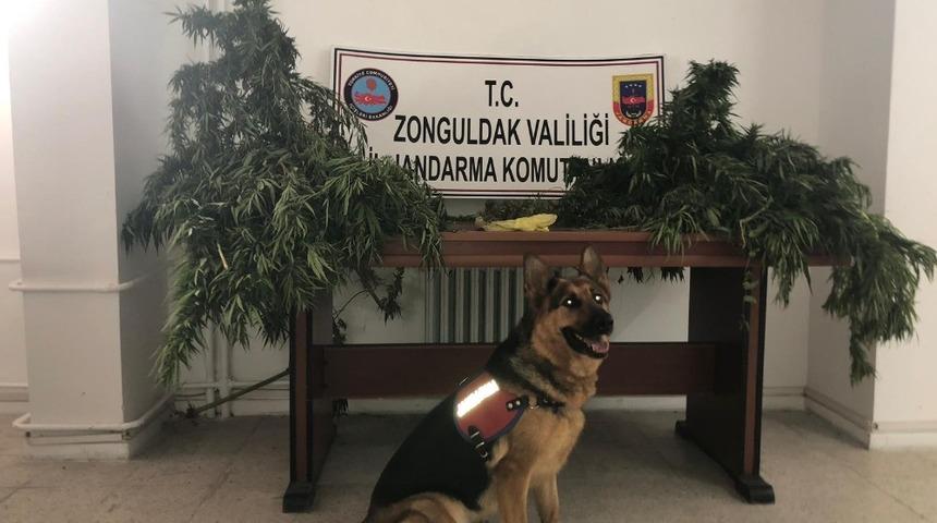 Bah&ccedil;ede kenevirleri sularken yakalandı