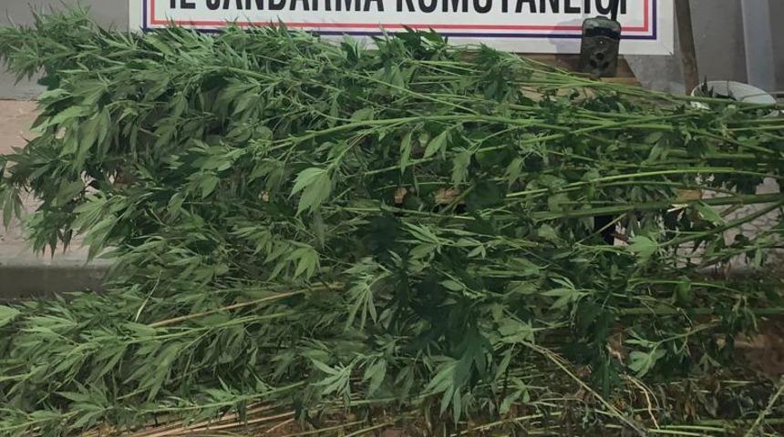 Bursa'da 48 kök kenevir ele geçirildi: 2 gözaltı