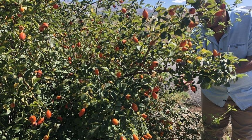 Dağlardan gelen lezzet kuşburnu ge&ccedil;im kaynağı oldu
