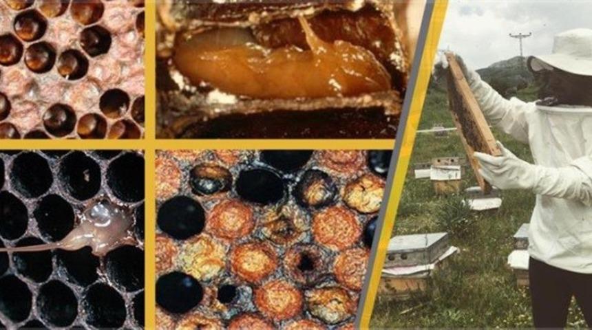 Arıcılar Amerikan yavru &ccedil;&uuml;r&uuml;kl&uuml;ğ&uuml; hastalığına karşı uyarıldı
