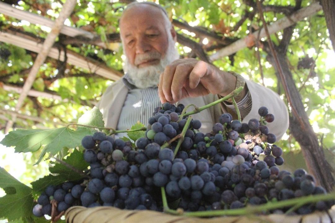 Van&rsquo;ın yerli &uuml;z&uuml;mlerinde hasat zamanı