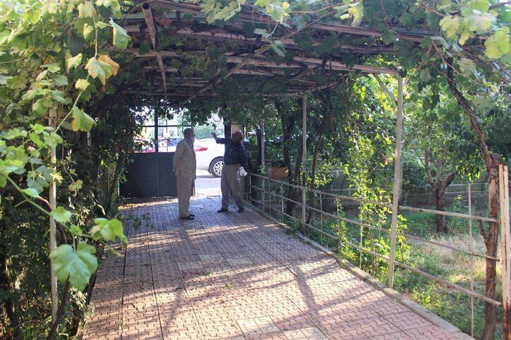 Van’ın yerli üzümlerinde hasat zamanı G3