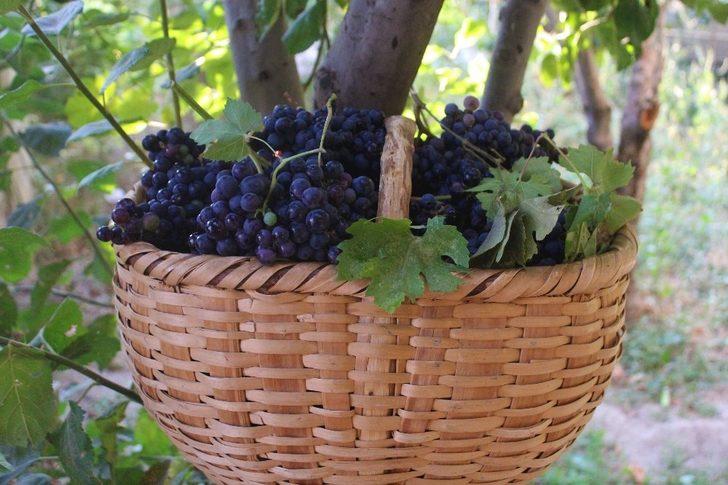 Van’ın yerli üzümlerinde hasat zamanı G4