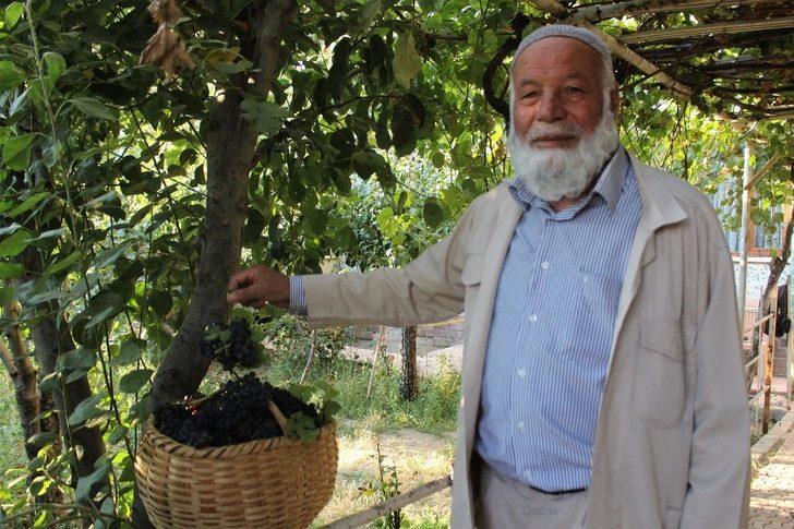 Van’ın yerli üzümlerinde hasat zamanı G5