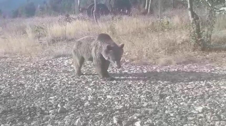 Yangın g&ouml;zetleme kulesine ayı dadandı