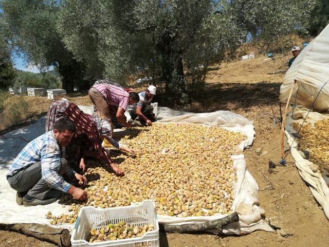 Aydın’da incir üreticisi şokta