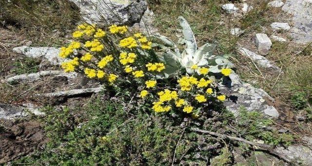 Bu ot yılda sadece bir ay yetişiyor