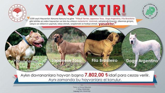 Bu hayvanların ülkeye girişi, satışı ve sahiplenilmesi yasak