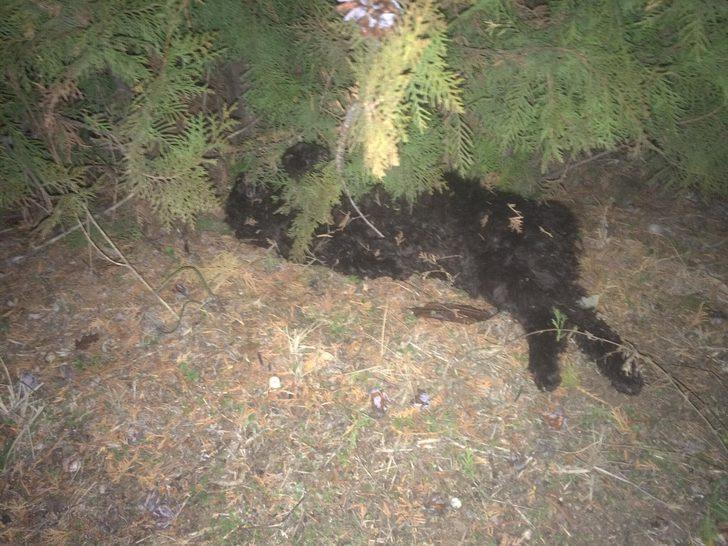 Ankara'da kedi ve köpekleri zehirleyen doktorun cezası belli oldu G2