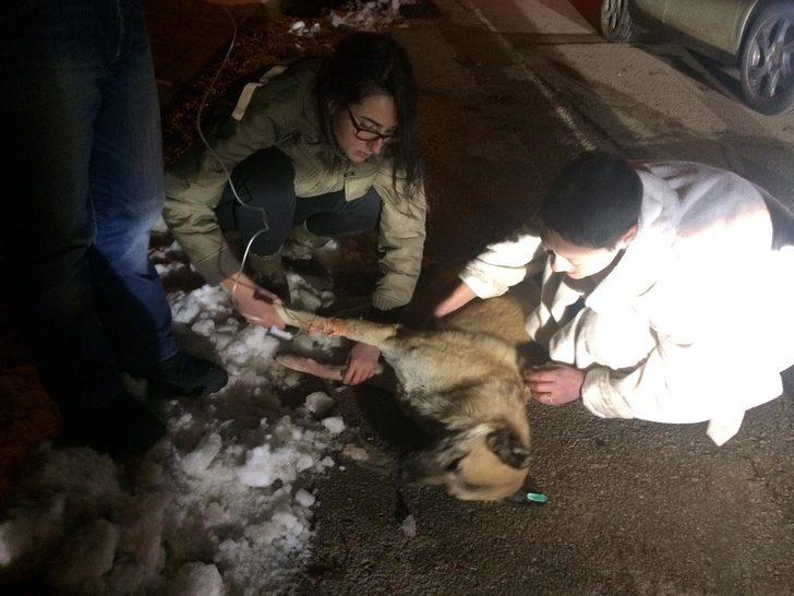 Ankara'da kedi ve köpekleri zehirleyen doktorun cezası belli oldu G1