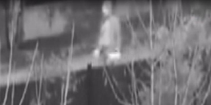 Ankara'da kedi ve köpekleri zehirleyen doktorun cezası belli oldu G4